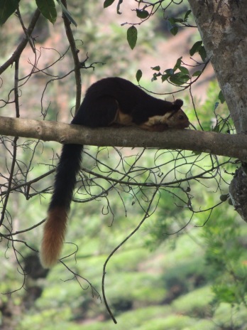 Malabar giant squirrel in the Cholady Kaavu.
