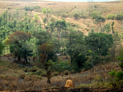 Onan's Kaavu surrounded by tea and  burnt grassland